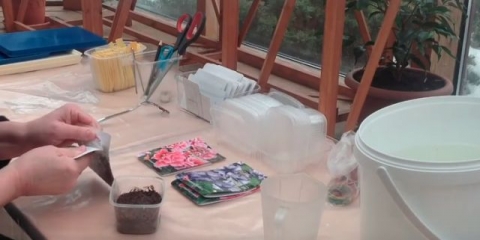 Kada saditi petunije za sadnice 2021